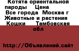 Котята ориентальной пароды  › Цена ­ 12 000 - Все города, Москва г. Животные и растения » Кошки   . Тамбовская обл.